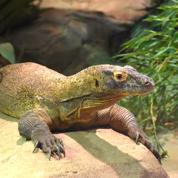 Akron Zoo mourns loss of Komodo dragon | Akron Zoo